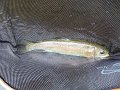 Kettle Trout2vJPG